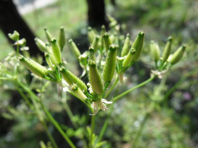 Conium maculatum